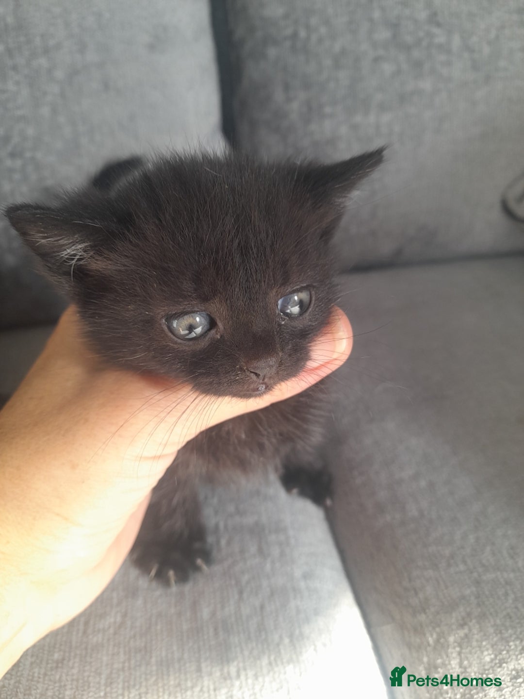 Mixed Breed cats for sale: 3 Black male kittens - Image 5