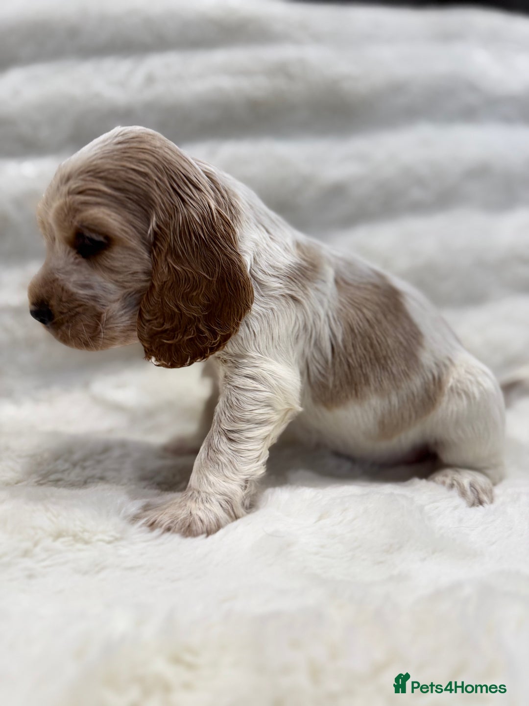 Cocker Spaniel dogs for sale: Kc Show type Cocker Spaniels  - Advert 10