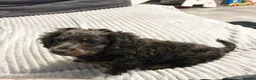 Miniature Dachshund dogs for stud: ELVIS THE BLUE LONGHAIR  - Advert 3