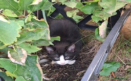 Mixed Breed cats for sale: Shy, but playful kittens - Image 3