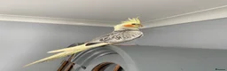 Cockatiels birds for sale: Little Ozzy in Houghton le Spring - Advert 3