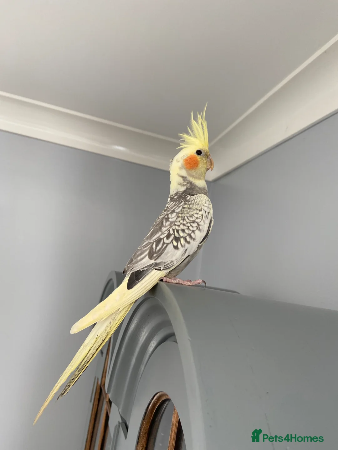Cockatiels birds for sale: Little Ozzy in Houghton le Spring - Advert 3