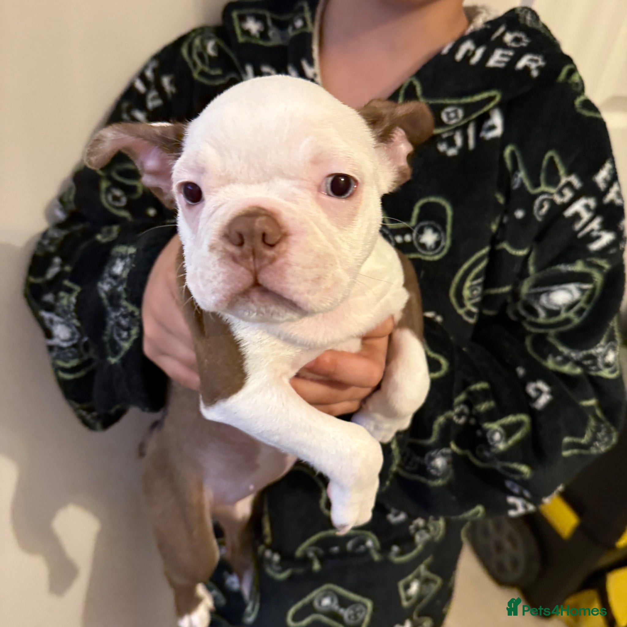 Boston Terrier dogs KC registered Boston Terrier ready now  - Advert 4
