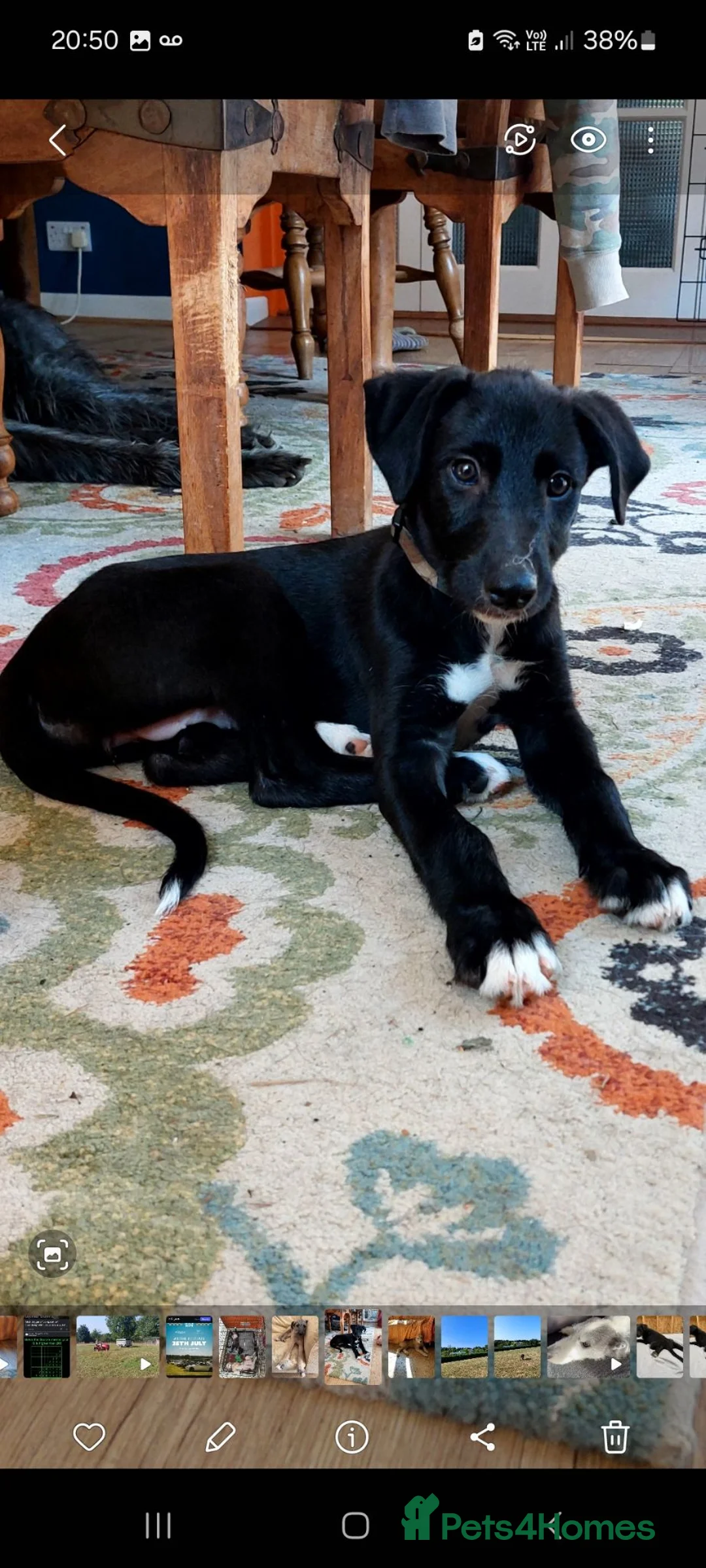 Lurcher dogs for sale: Lurcher puppy in Okehampton - Advert 2