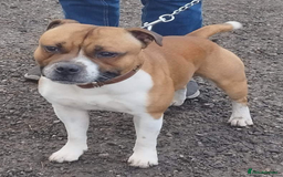 Staffordshire Bull Terrier dogs for stud: Proven Staffordshire Bull Terrier for Stud  - Image 3