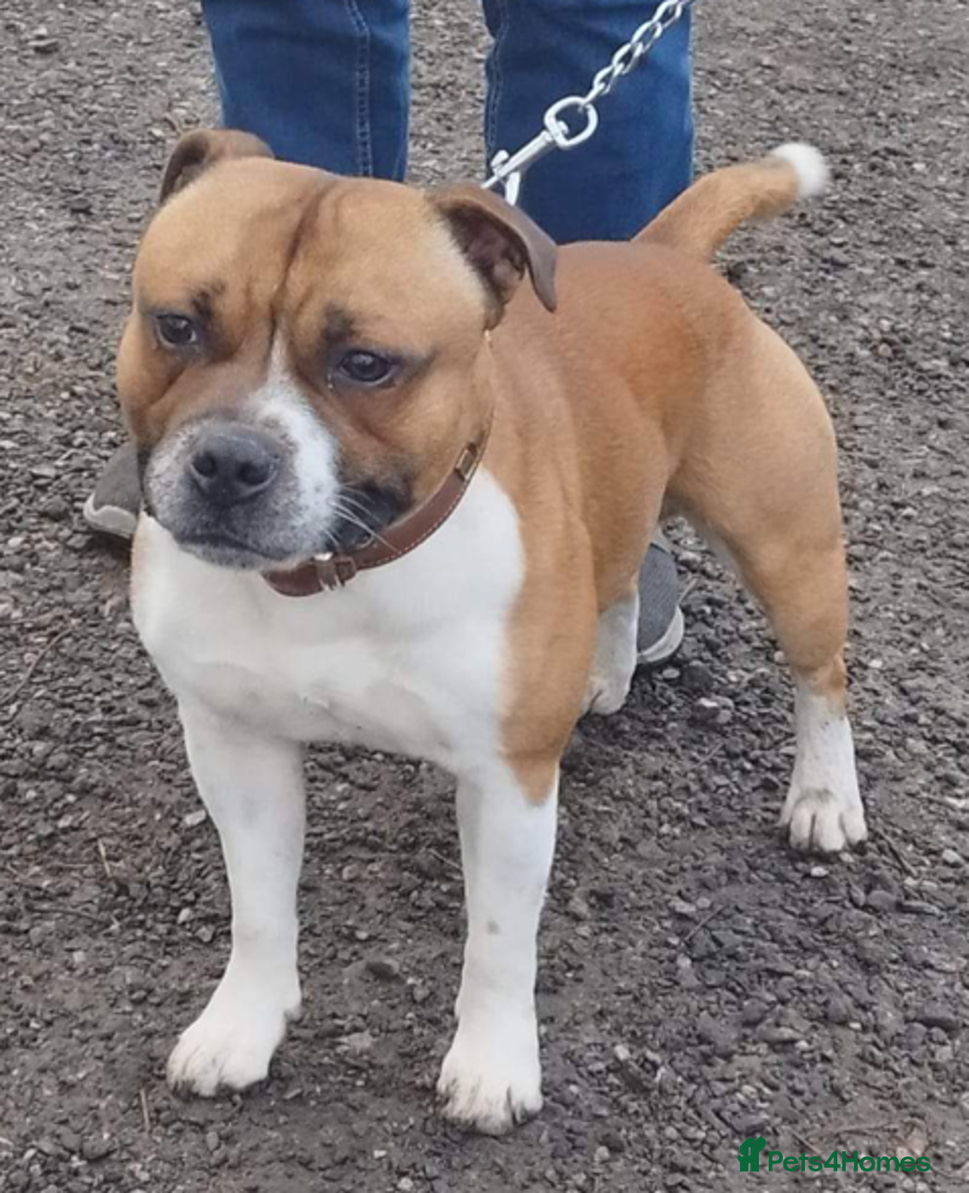 Staffordshire Bull Terrier dogs for stud: Proven Staffordshire Bull Terrier for Stud  - Image 3