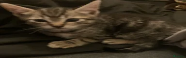 Domestic Shorthair 2