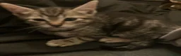 Domestic Shorthair cats for sale: Tabby kittens brothers  in London - Advert 2