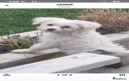 Chinese Crested dogs for sale: Chinease crested powder puff  - Image 1