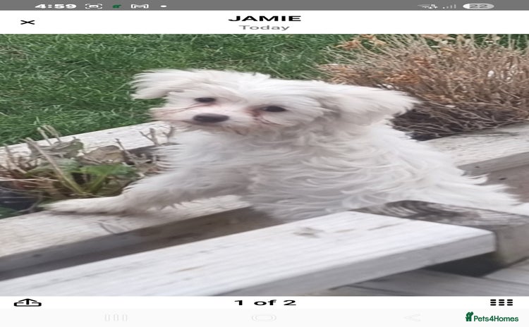 Chinese Crested dogs - Advert 1
