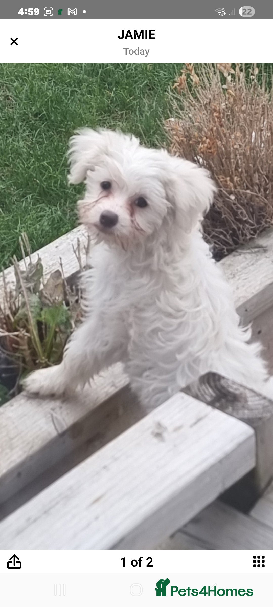 Chinese Crested dogs for sale: Chinease crested powder puff  - Image 1