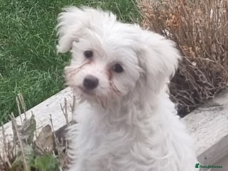 Chinese Crested dogs - Advert 9