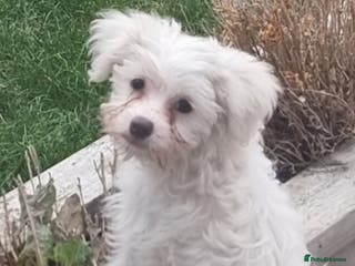 Chinese Crested dogs Chinease crested powder puff - Advert 1