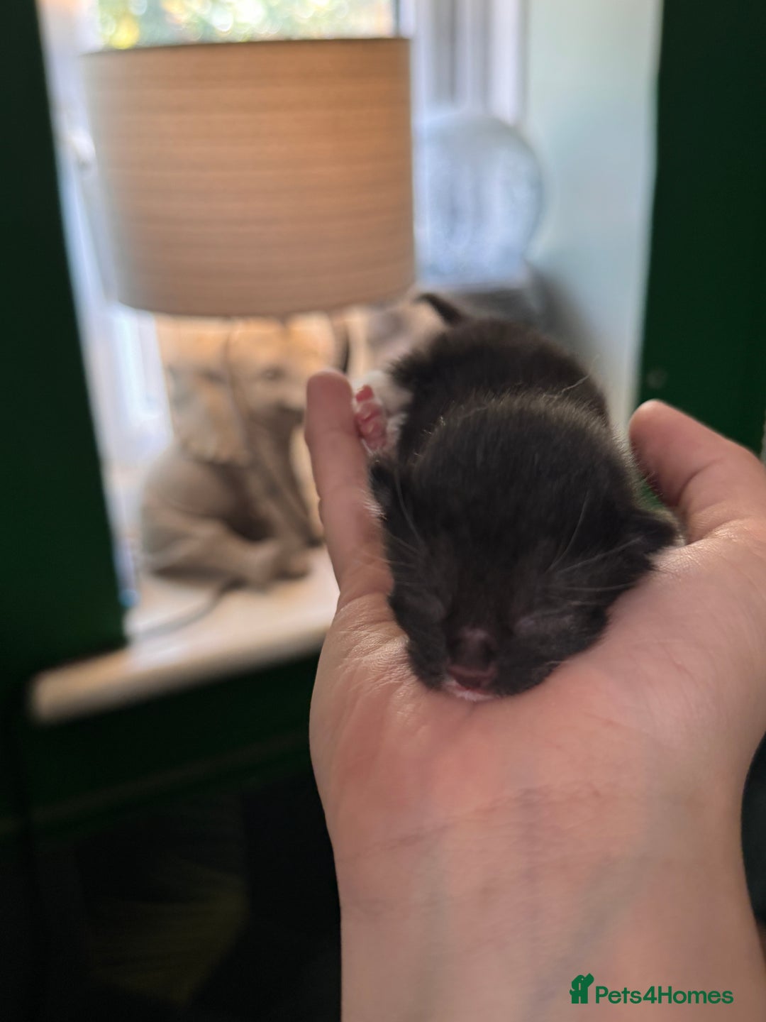 Mixed Breed cats for sale: Male kitten  - Image 3