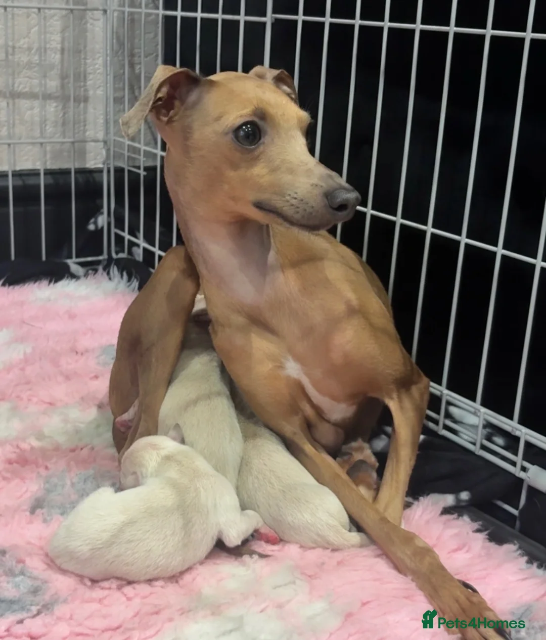 Italian Greyhound dogs for sale: Gorgeous Cream Boy Available - Advert 12