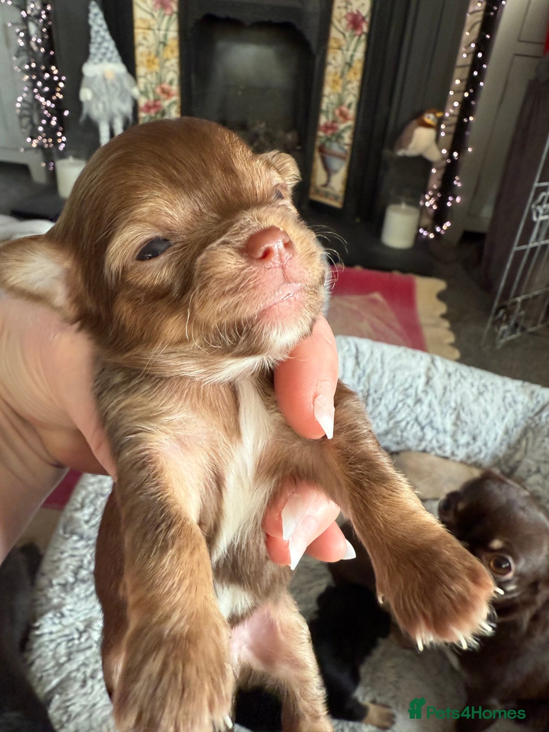 Chihuahua dogs for sale: Cheeky, naughty little chihuahua babies.  - Advert 7