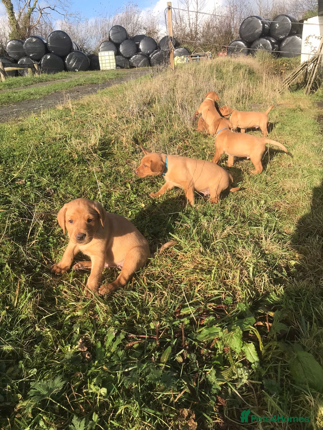 Labrador Retriever dogs for sale: KC Reg Fox red labrador litter of 6 dogs 4 bitches - Advert 2