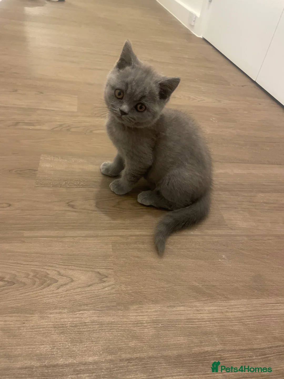 British Shorthair cats for sale: British short hair Pedigree registered  - Advert 20