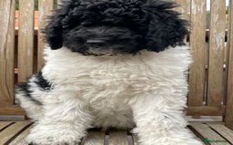 Standard Poodle dogs for sale: Standard Poodle x St Berdoodle  - Image 6