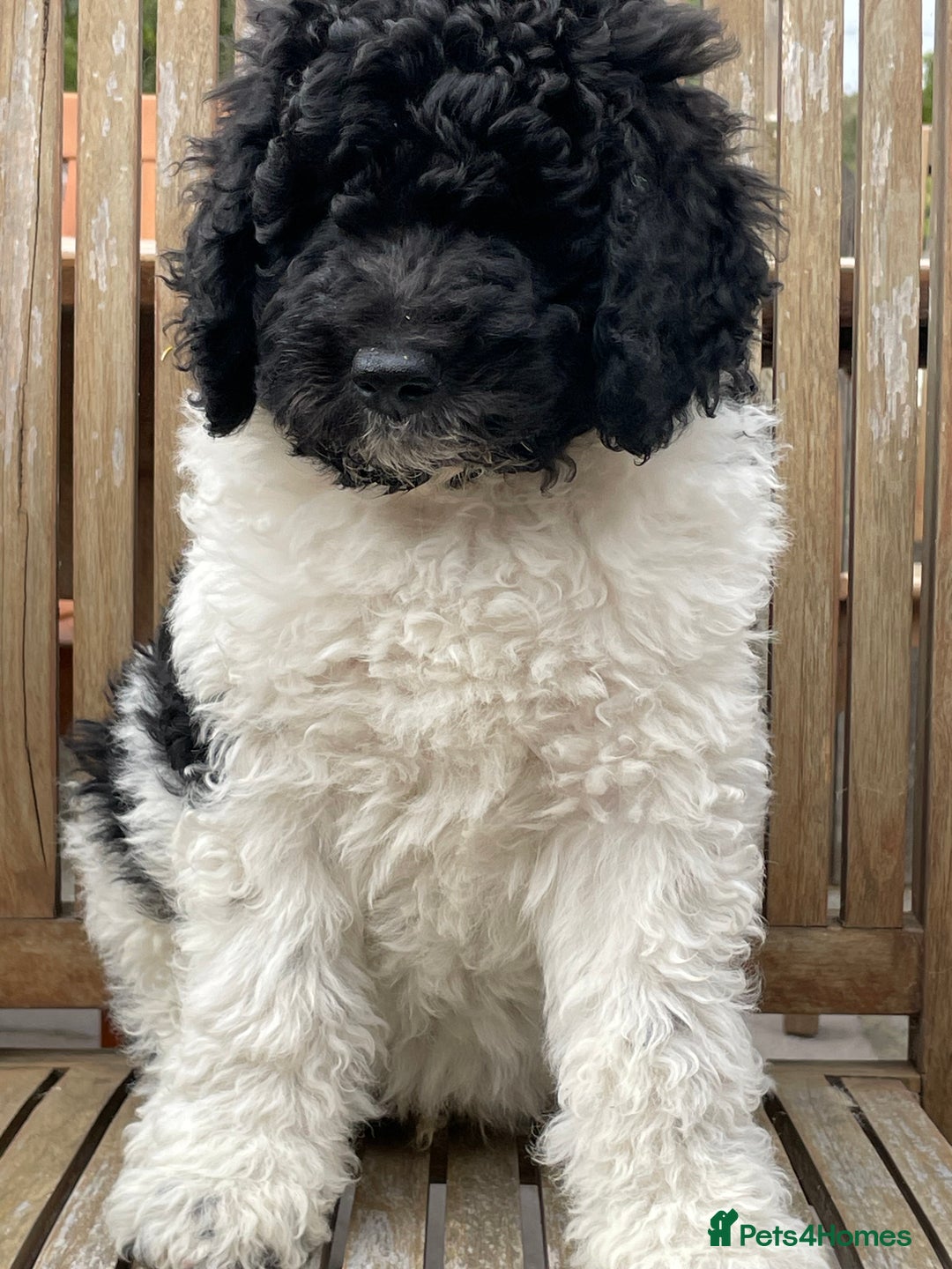 Standard Poodle dogs for sale: Standard Poodle x St Berdoodle  - Image 6