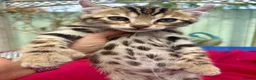 Keetso cats for sale: Superb rare polydactyl curled eared keetsos  - Advert 9