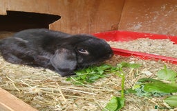 Dwarf Lop rabbits for sale: Spayed/neutered rabbits for adoption VAC Yurvac - Image 7