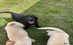 Labrador Retriever dogs for sale: Labrador Puppies  - Image 2