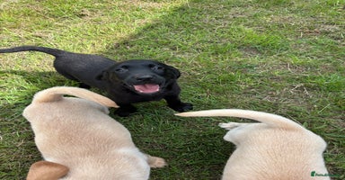 Labrador Retriever dogs - Advert 9
