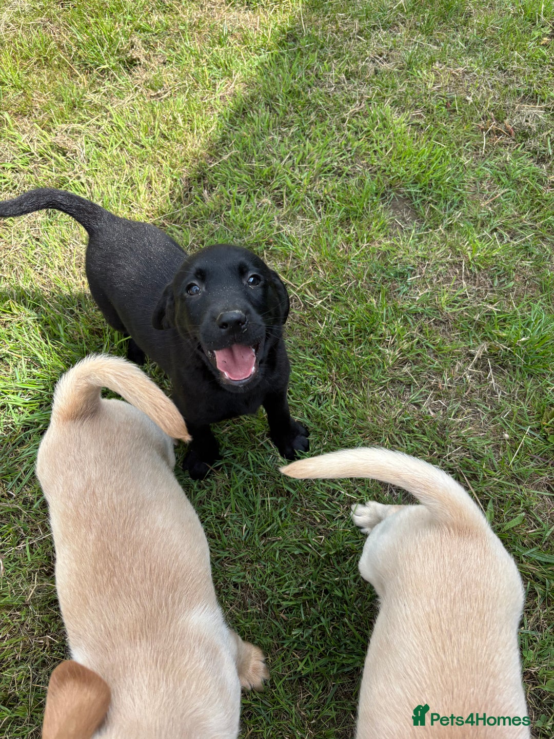 Labrador Retriever dogs for sale: Labrador Puppies  - Image 2