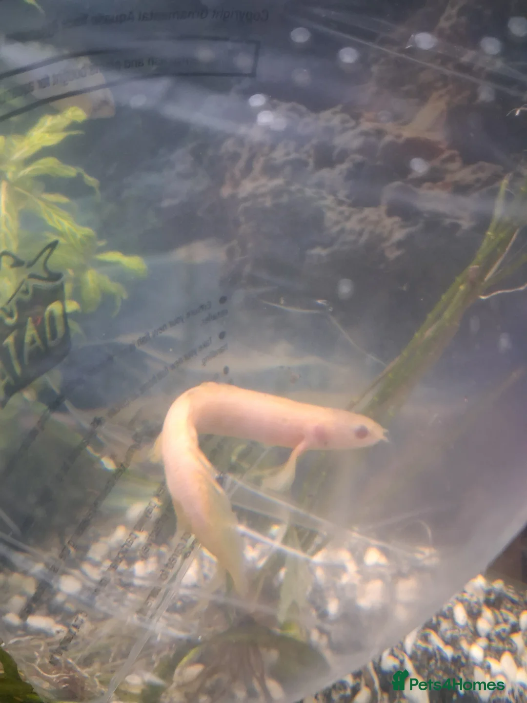 Other/Mixed Breed fish for sale: Senegal Bichir - Advert 2
