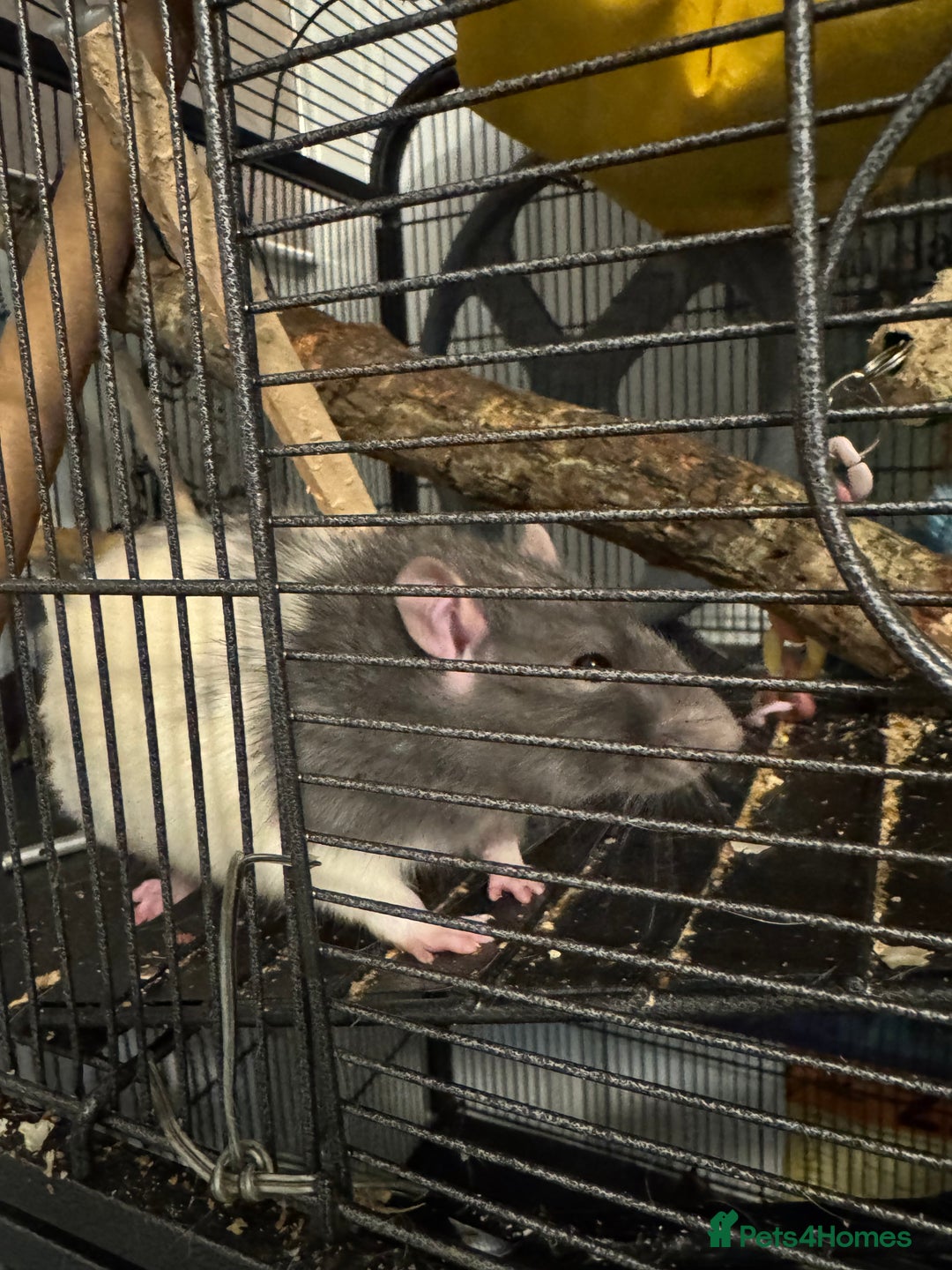 Rat rodents for sale: Help needed - Advert 2