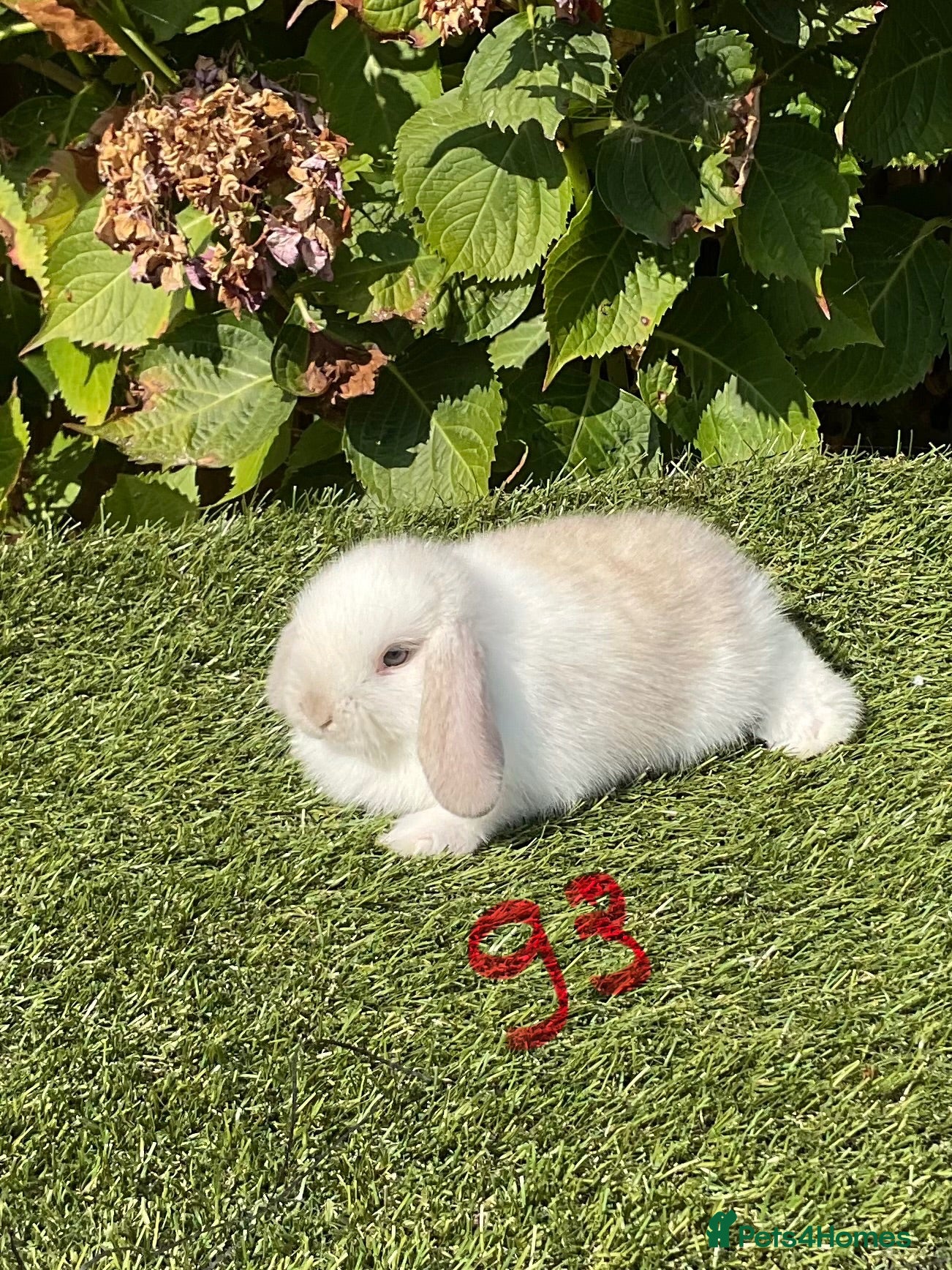 Mini Lop rabbits Pure bred mini lops . - Advert 1