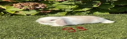 Mini Lop rabbits for sale: Pure bred mini lops . - Advert 18