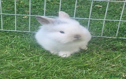 Lionhead rabbits for sale: Baby lionhead Rabbits-female ready to leave now  - Image 10