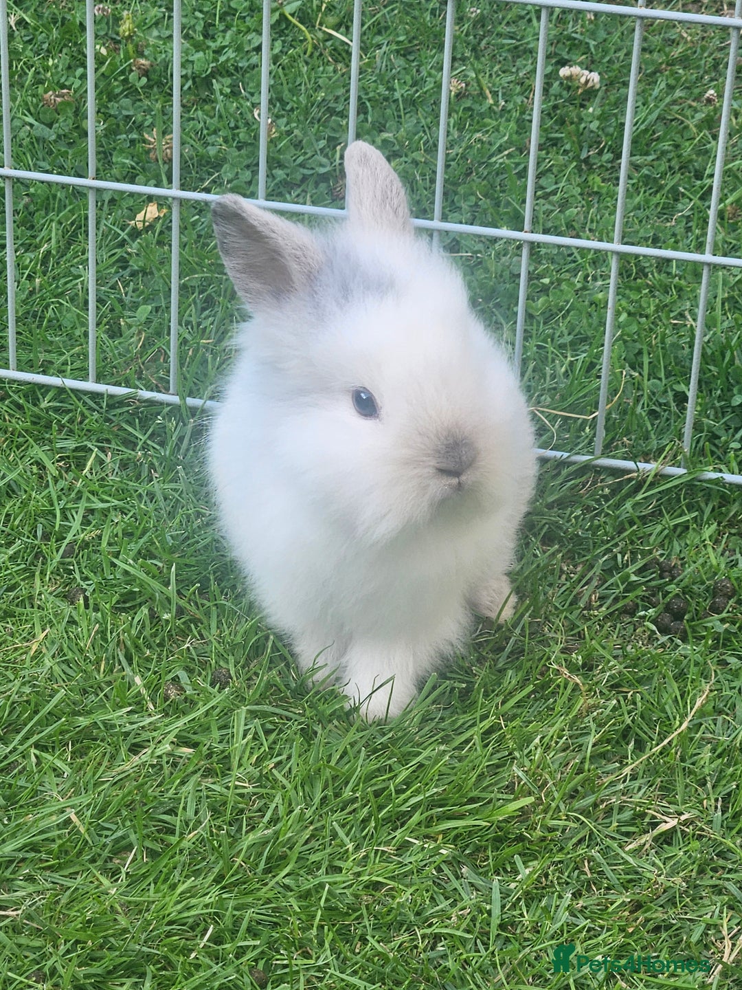 Lionhead rabbits for sale: Baby lionhead Rabbits-female ready to leave now  - Image 10