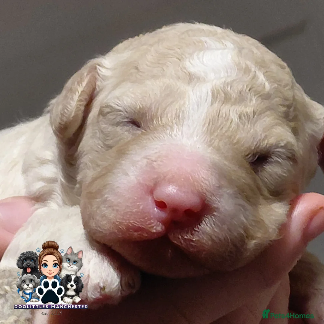 Cavapoo dogs for sale: 5* F1B Cavapoos  - Advert 4