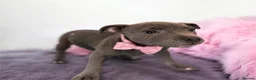 Staffordshire Bull Terrier dogs for sale: Staffordshire bull  - Advert 4