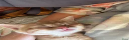 Mixed Breed cats for sale: Beautiful Family-Raised Kittens in Oswestry - Advert 13