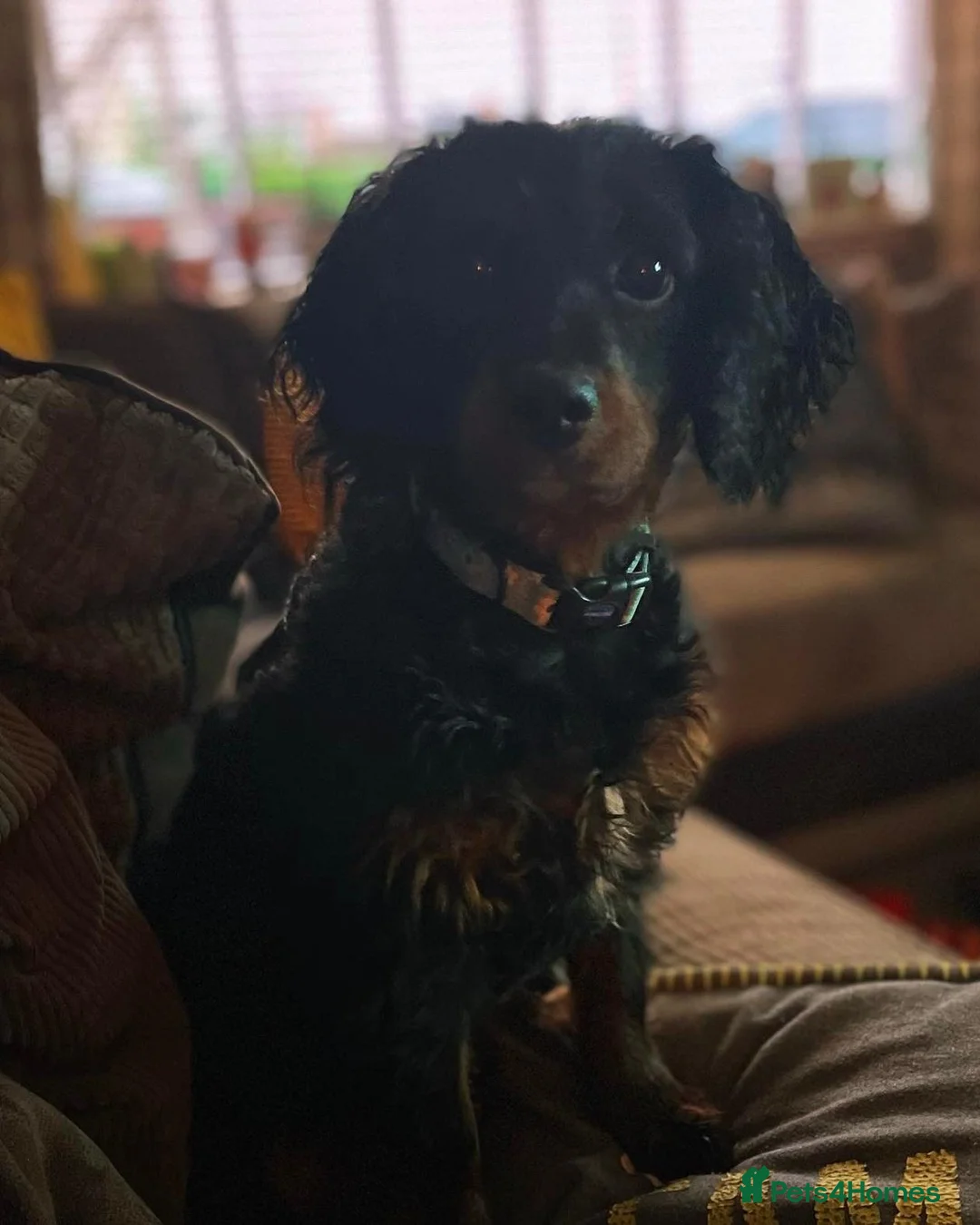 Cavapoo dogs for sale: 🐾 Cavapoo Puppies Waiting List Now Open 🐾 in Chester - Advert 2
