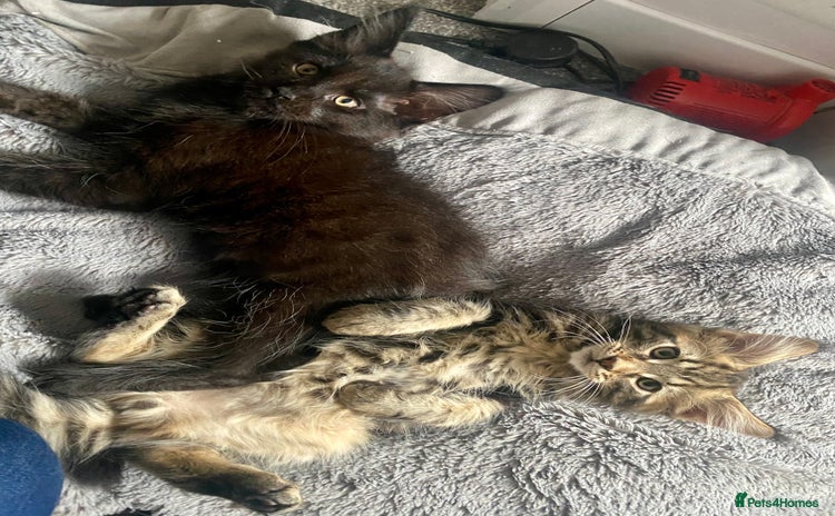 Maine Coon cats - Advert 5