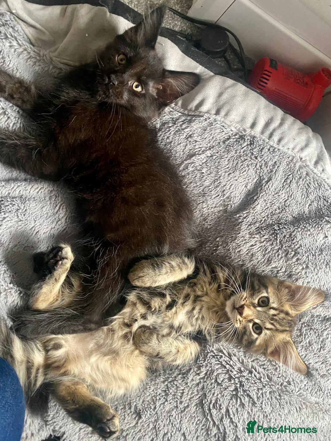 Maine Coon cats for sale: Last beautiful boy Mainecoons health checked - Image 5