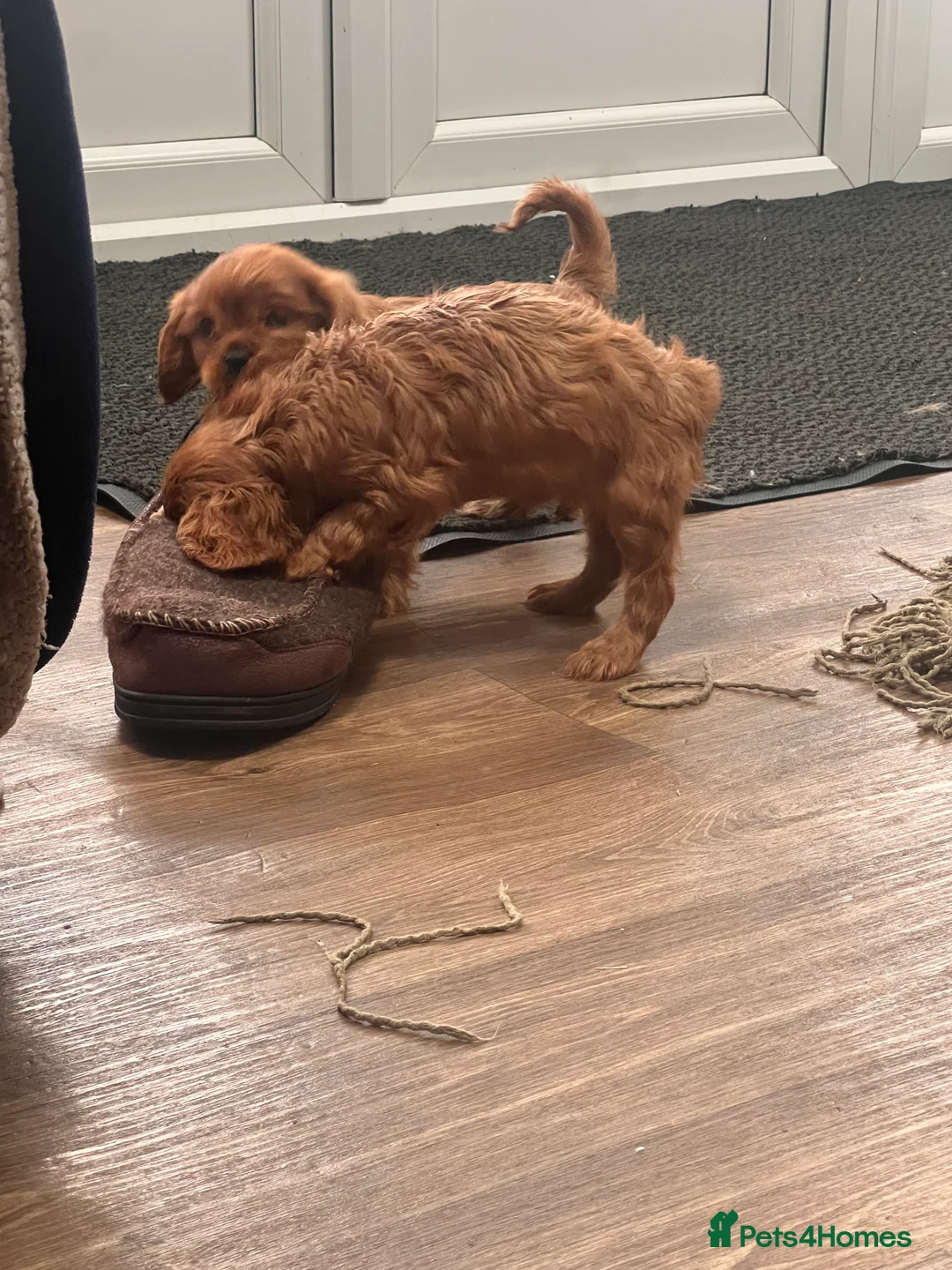 Cavalier King Charles Spaniel dogs for sale: King Charles spaniels kc registered  - Advert 4
