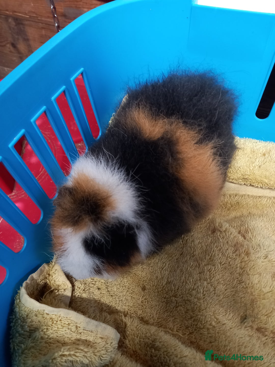 Guinea Pig rodents for sale: Swiss tri coloured girl - Advert 2