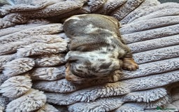 Miniature Dachshund dogs for sale: Dapple miniature dachshund - Image 25