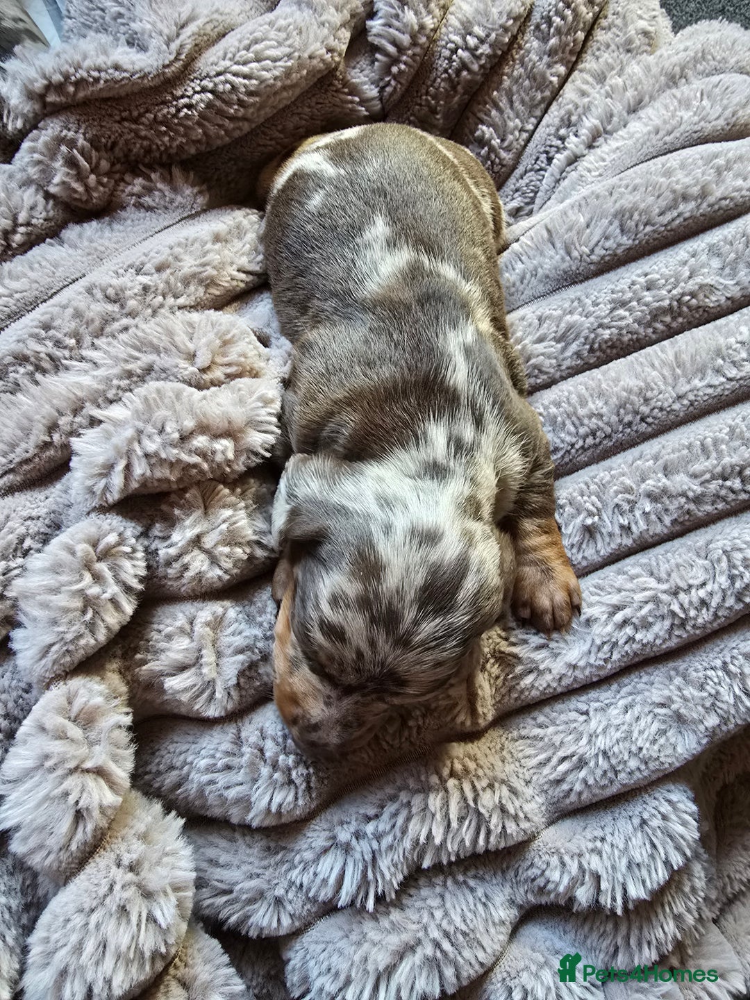 Miniature Dachshund dogs for sale: Dapple miniature dachshund - Image 25