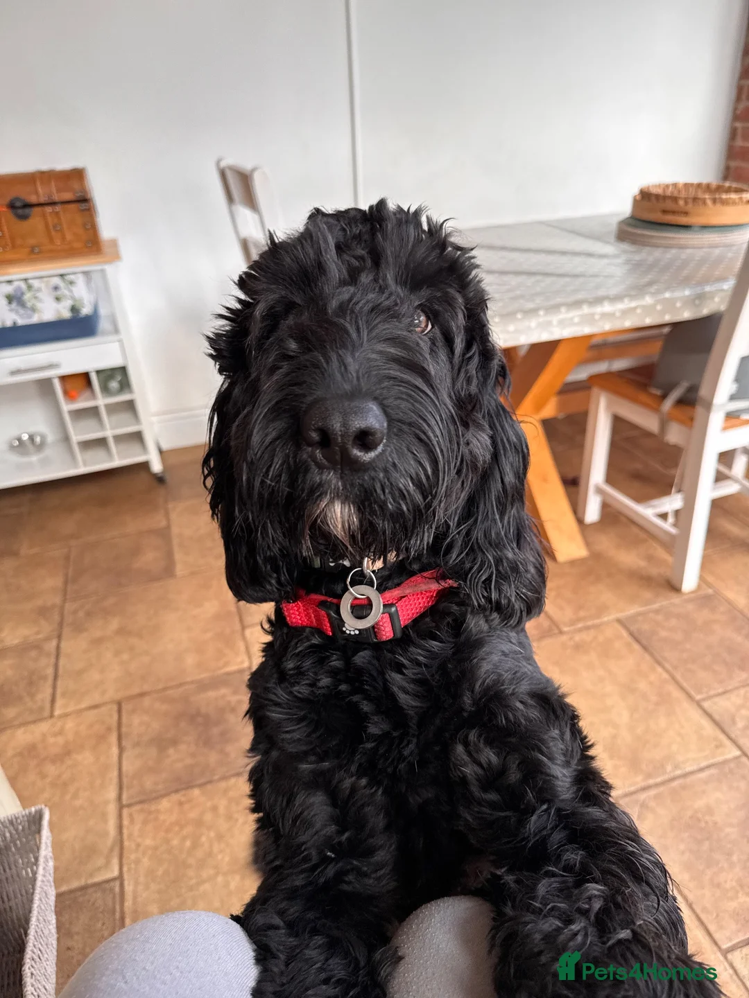 Mixed Breed dogs for sale: Mario, 2 year old energetic Labradoodle. READ! in King's Lynn - Advert 8
