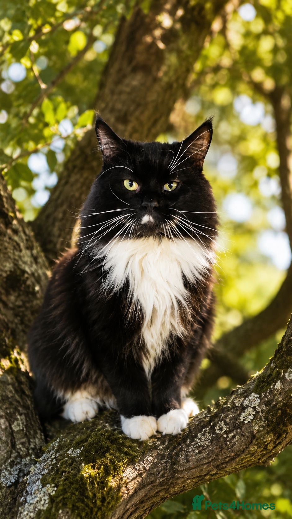 Maine Coon cats TICA Maine Coon (Active-proven) - Advert 1