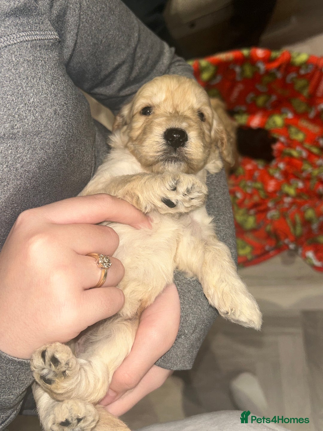 Cockapoo dogs for sale: F1 cockapoo puppies  - Image 16