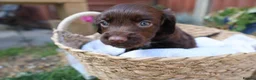 Cocker Spaniel dogs for sale: Working Cocker spaniel puppy  - Advert 3