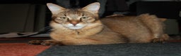 Chausie cats for sale: Chausie F6  - Advert 5